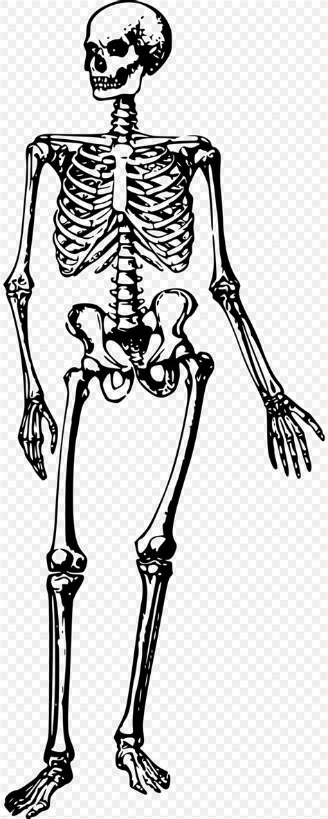Human Skeleton Bone Clip Art Png 804x2048px Watercolor Cartoon