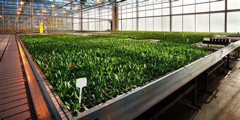 This beginning was possible only by combining the disciplines and techniques of biology and chemistry. BASF Ornamentals Markets | Indoor Greenhouses