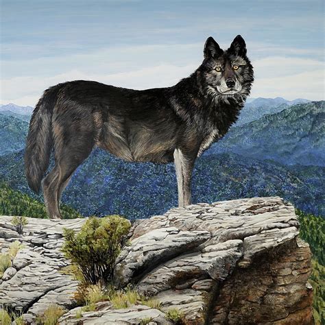 The Sentinel Timber Wolf Painting By Laara Cassells Fine Art America