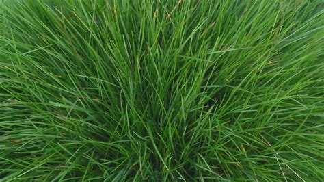 Rhizomatous Tall Fescue Grass Seed Commonly Known As Rtf