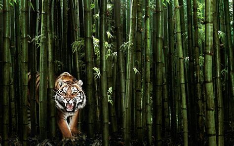 Tiger Cat Predator Cats Fantasy Asian Oriental Nature Jungle