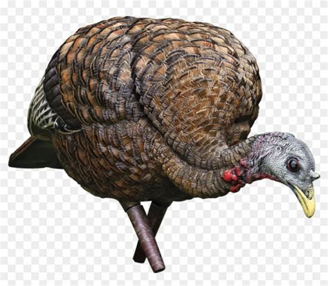 The lcd feeder hen draws gobblers in close to set up the perfect kill shot. Avian X Lcd Feeder Hen - Avian X Feeder Hen Clipart ...