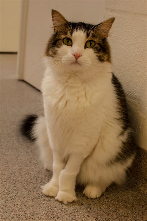 If you're worried about how to care for your cat after it's been spayed (female cats) or neutered (male cats), you've come to the right place. Cat Depot Offers Free Spay/Neuter of Pet Cats | Sarasota ...