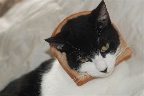 Image 243059 Cat Breading Know Your Meme