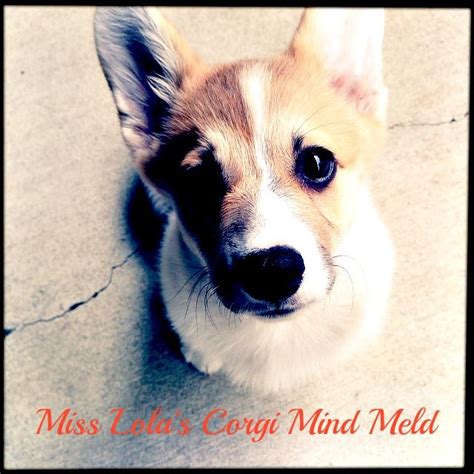 Miss Lola Demonstrates The Corgi Mind Meld My