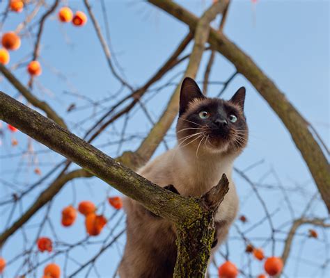 Free Images Tree Branch Flower Wildlife Orange Autumn Fauna