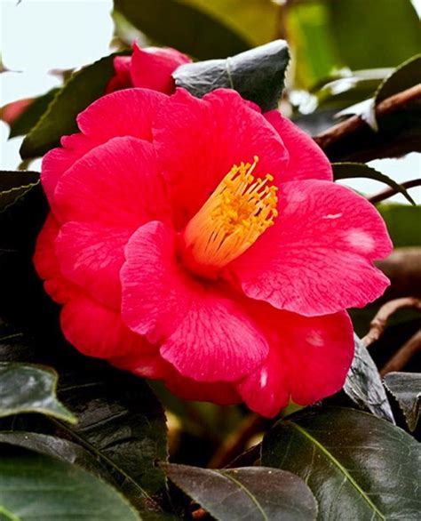 Alabama State Flower Red Camellia Unique Flowers Flowers Floral