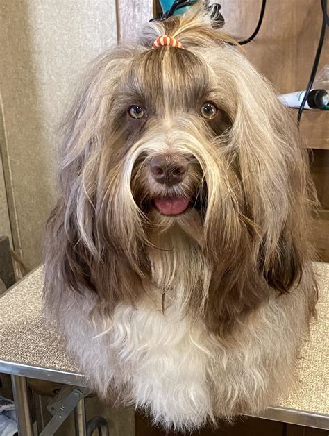 Happy Paws’ Don’t Stop Believin’ @ Rhythm Rock – Rhythm Rock Ranch Havanese