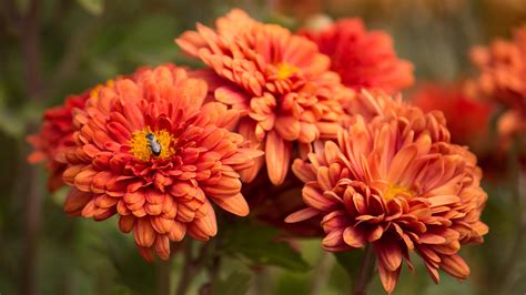 Customize and personalise your desktop, mobile phone and tablet with these free wallpapers! flowers, Nature, Orange Flowers Wallpapers HD / Desktop ...