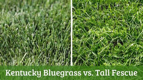 Kentucky Bluegrass Vs Tall Fescue Choosing The Best Turf