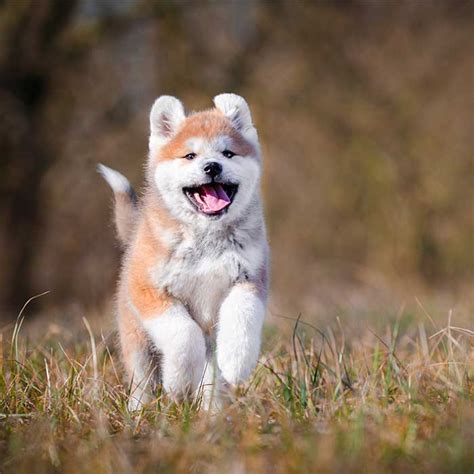 28 Excited Akita Inu Wesen Picture 8k Bleumoonproductions
