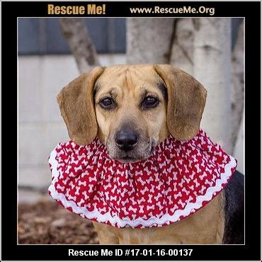 This group mostly adopts dogs to illinois, indiana, and wisconsin but. Illinois Dachshund Rescue ― ADOPTIONS ― RescueMe.Org