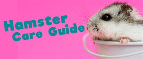 Hamster Care Guide What You Should Know Small Pet Select