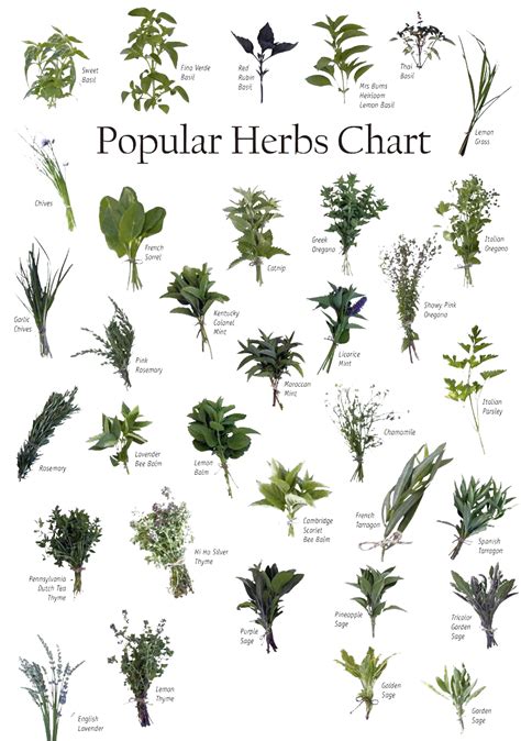 Herbs Png Transparent Images Pictures Photos Png Arts