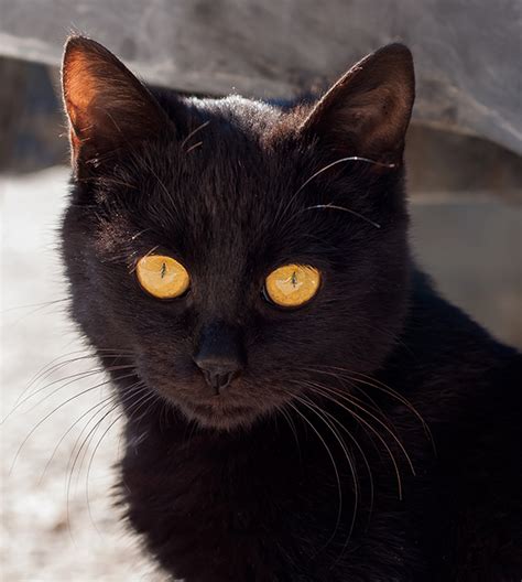 8 High Energy Cat Breeds That Are Most Dog Like Catster