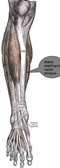 Shin Splints Is A Painful Condition Of The Inner Lower Leg