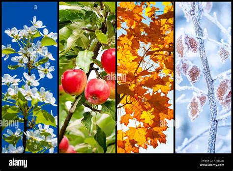 Collage Aus Vier Bilder Für Jede Jahreszeit Frühling Sommer Herbst Und Winter Stockfotografie