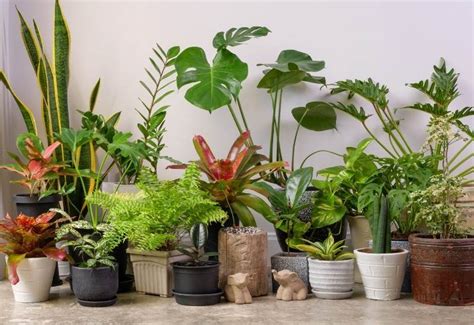Tropical Plant Ayanawebzine Com