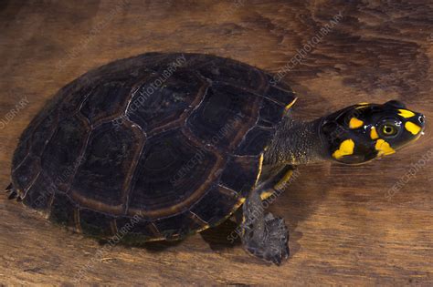 Yellow Spotted River Turtle Podocnemis Unifilis Stock Image C050