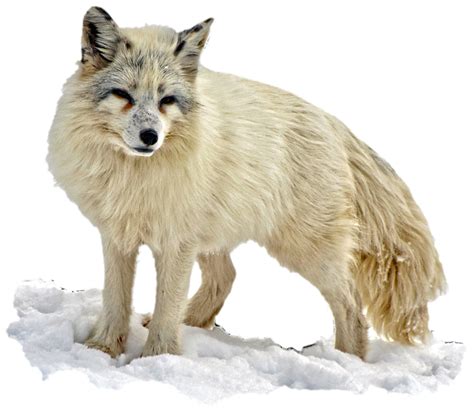 Arctic Snow Fox Png Image Purepng Free Transparent Cc0 Png Image