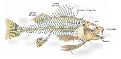 Fish Skeleton Diagram Quizlet