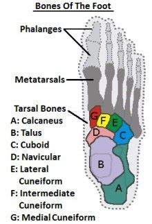 Most vertebrates have vertebrae made of bones. Foot Bones