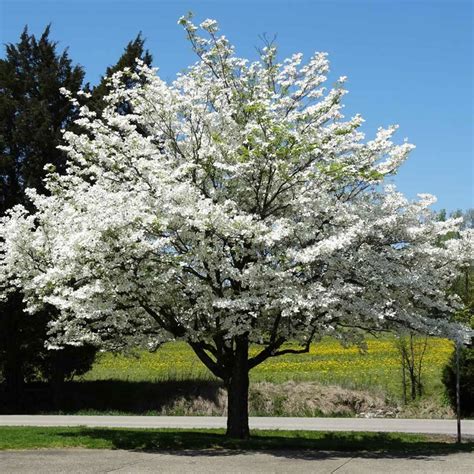 Flowering Dogwood Tree Uk Pink Flowering Dogwood Dogwoods Include A