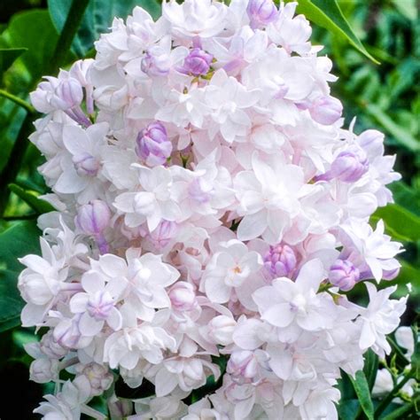 Syringa Beauty Of Moscow Lilac Tree For Sale Free Uk Delivery
