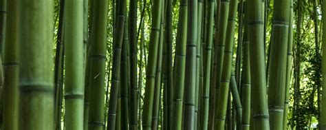 Download Wallpaper 2560x1024 Green Forest Bamboo Trees Dual Wide 21