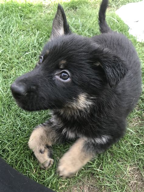 Adopt rodney a german shepherd dog / mixed dog in birmingham, al (30233524). Stunning puppies for sale !!! | German Shepherd for Sale ...
