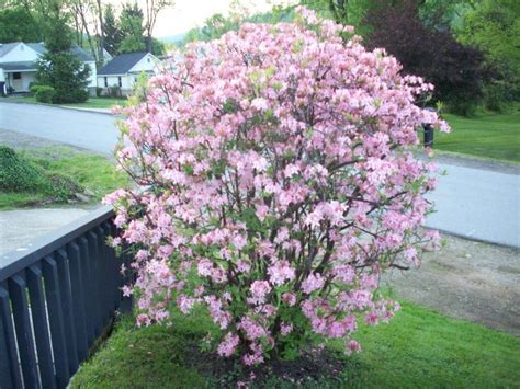 Go to all plant identification threads. Can Anyone Identify This Flowering Shrub? There Were ...