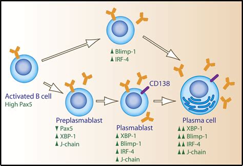 Unexpected Steps In Plasma Cell Differentiation Immunity
