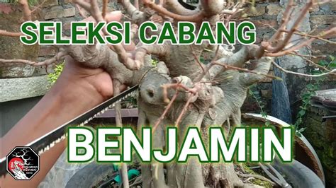 Beringin Desa Ficus Benjamina Youtube