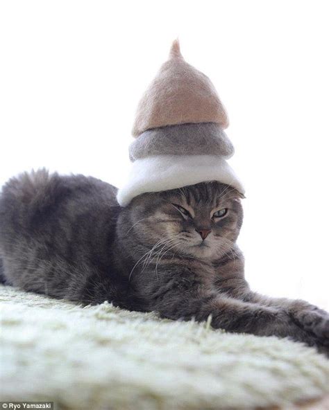 Photographer Makes Incredible Hats For Cats Out Of Their Own Fur Cats