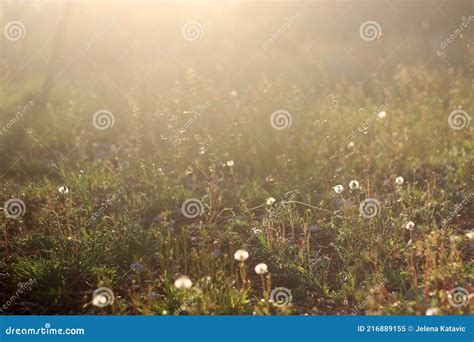 Wildflowers At Sunset Stock Image Image Of Bright Focus 216889155