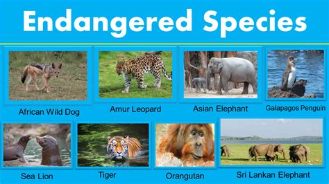 Animals Endangered Species List Grammarvocab