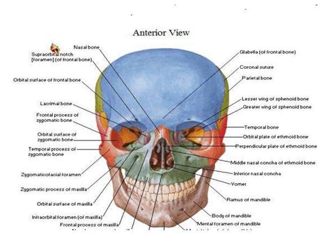 The Gross Anatomy Of The Head And Neck Lecture 3