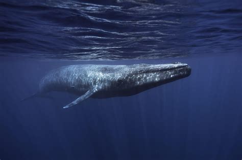 Facts About Whales Whale And Dolphin Conservation Usa