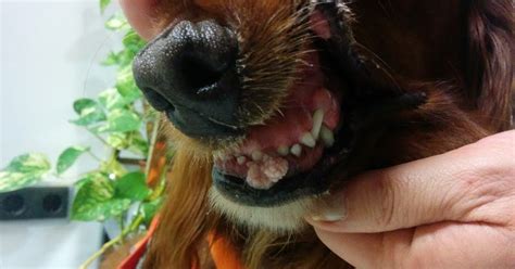 Eme Veterinarios Papilomatosis Oral Canina