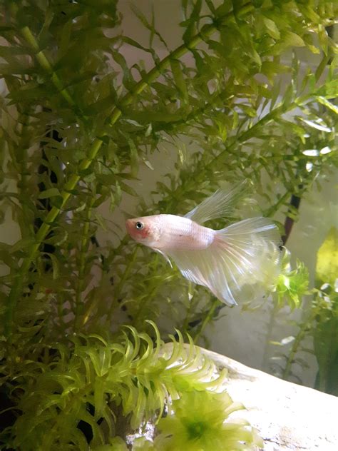New Betta Fish Named Mori Moriarty Hes A To Live Is To Devour