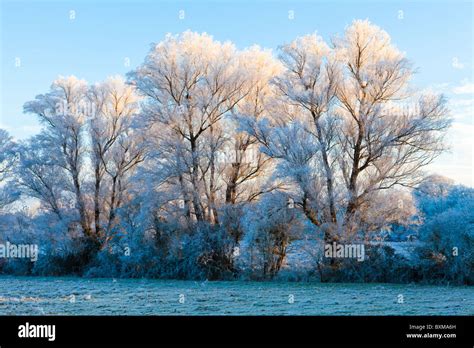 The Sun Setting On Hoar Frost On Pollarded Willow Trees In The Coln