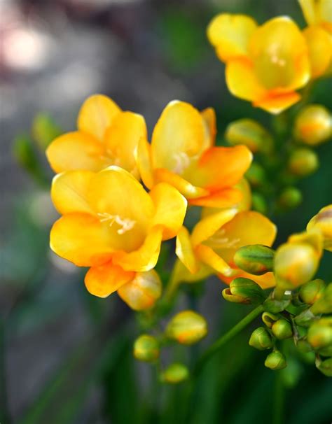 The 10 Most Fragrant Flowers To Plant In Your Garden Freesia Flowers