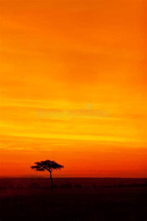 African Sunset Stock Photo Image Of Africa Mara Landscape 48818056