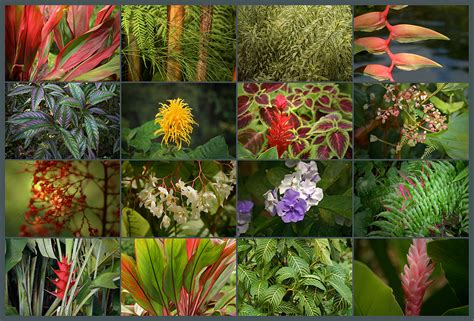 William Sayler Costa Rica Flora