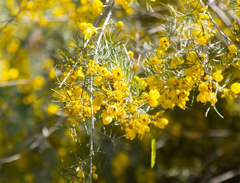 Feathery Cassia Guide How To Grow And Care For “senna Artemisioides”