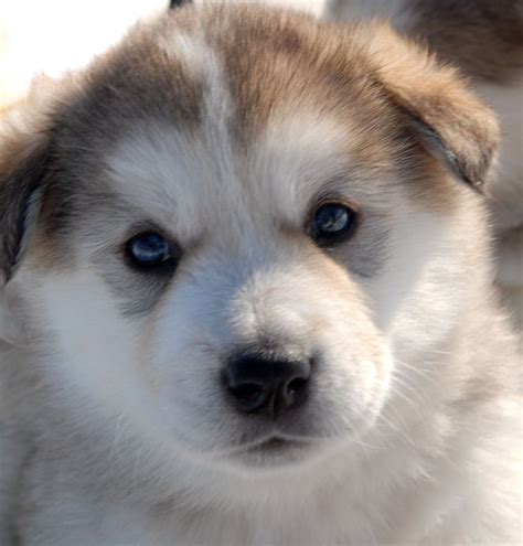 Giant Alaskan Malamute Puppies For Sale Puppies