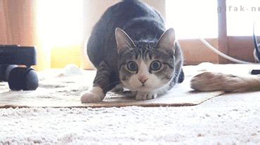 I Imgur Com Fspdevh Gif Best Cat Gifs Funny Cat Videos Dancing Cat