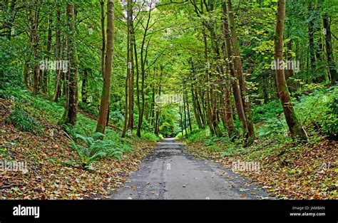 A Quiet Country Lane In Woodlands Near Dunkeld Perthshire In Early