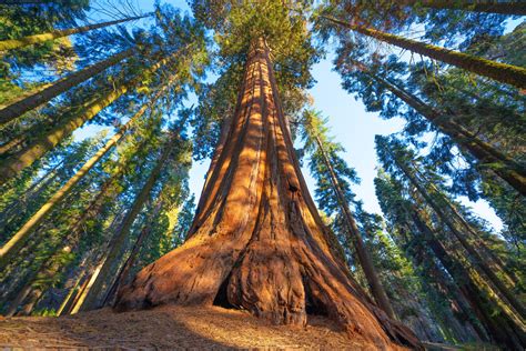 The Official Trees Of Every Us State