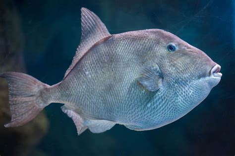 Triggerfish Facts And Aquarium Care Information